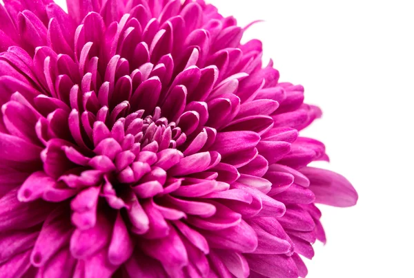 Krásné fialové chryzantéma — Stock fotografie