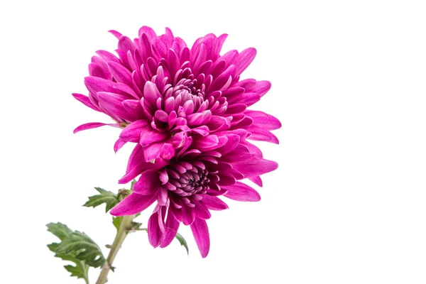 Beautiful magenta chrysanthemum — Stock Photo, Image