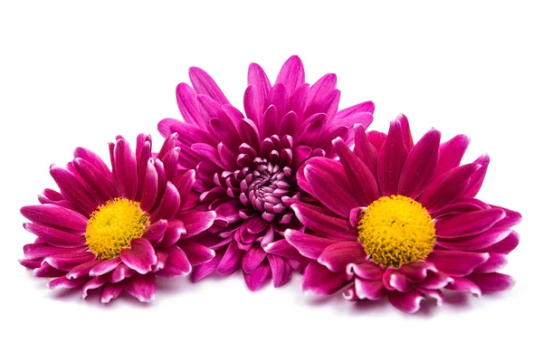 Beautiful magenta chrysanthemum — Stock Photo, Image