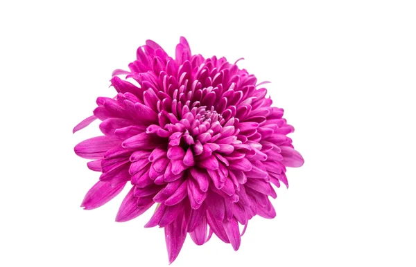 Magnifique chrysanthème magenta — Photo