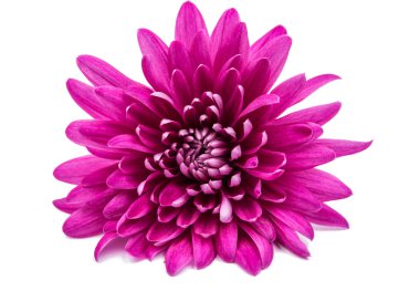 güzel pembe krizantem 