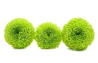 İzole bir yeşil krizantem makro 