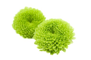 İzole bir yeşil krizantem makro 