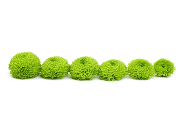 Makro för en grön chrysanthemum isolerade — Stockfoto