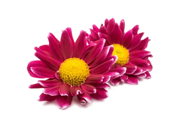 Beautiful magenta chrysanthemum — Stock Photo, Image