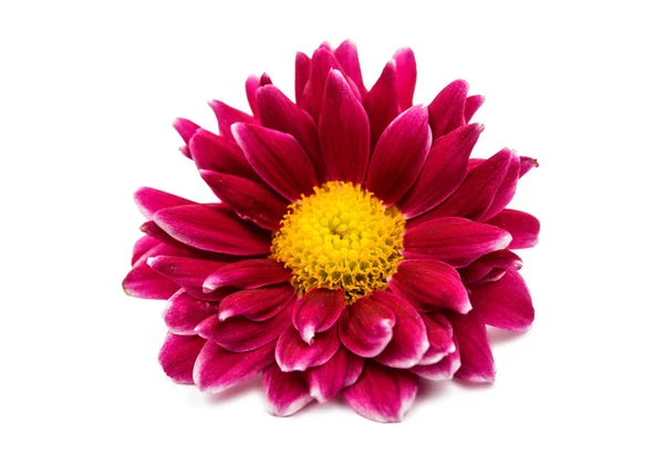 美丽的洋红色菊花 — 图库照片