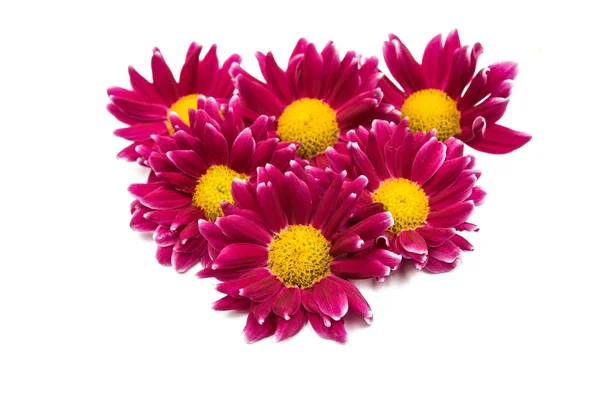 Beautiful magenta chrysanthemum — Stock Photo, Image
