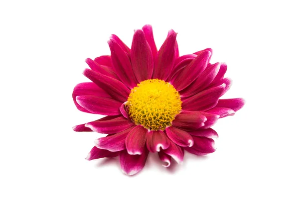 Beautiful magenta chrysanthemum — Stock Photo, Image