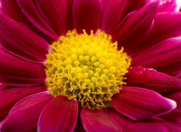 Close up van magenta chrysant — Stockfoto