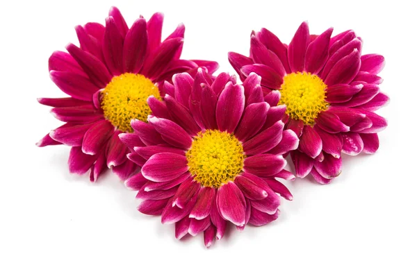 Beautiful magenta chrysanthemum — Stock Photo, Image