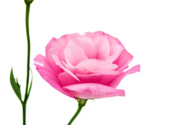 eustoma çiçek güzel