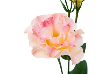 eustoma çiçek güzel