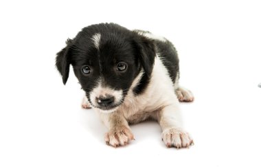 siyah ve beyaz köpek