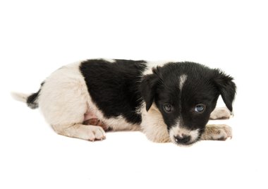 siyah ve beyaz köpek