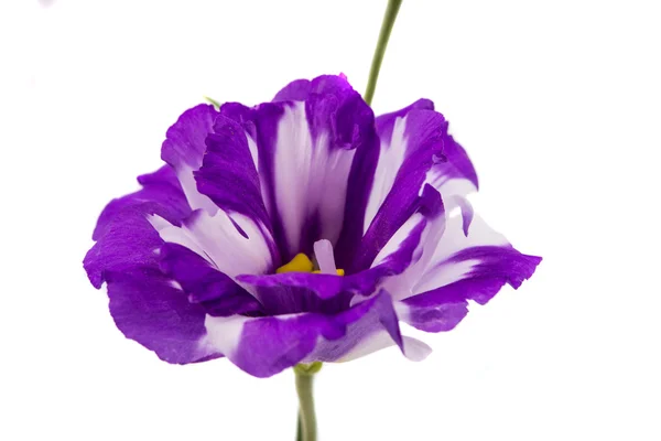 Eustoma flor bonita — Fotografia de Stock