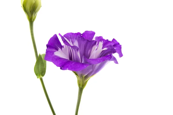 Eustoma kwiat piękny — Zdjęcie stockowe