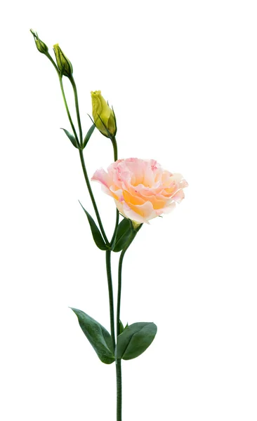 Eustoma-Blume schön — Stockfoto