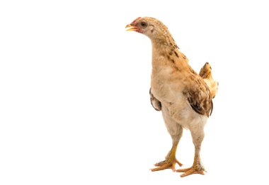 Tavuk arıyorsunuz ve ayakta