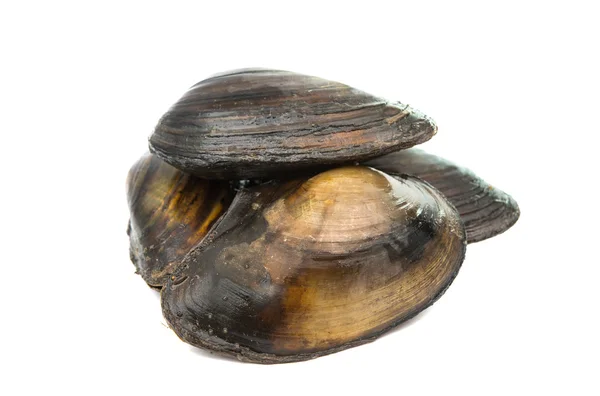 Group of boiled mussels in shells — Stock Photo, Image