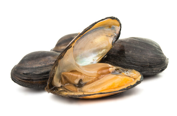 group of boiled mussels in shells isolated 