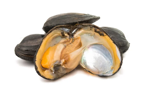 Group of boiled mussels in shells isolated — Stock Photo, Image