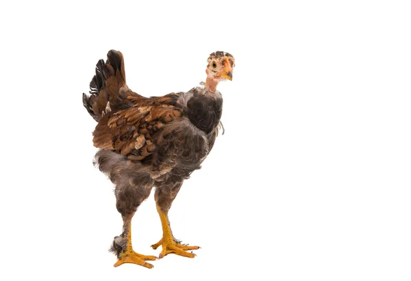 Kycklingar är ständiga och ser — Stockfoto