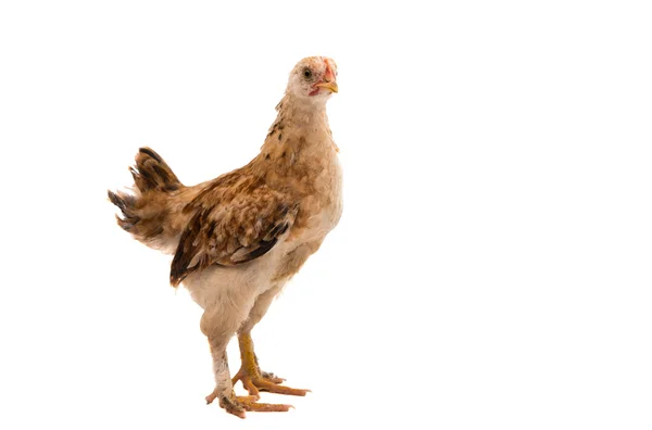 Kippen is permanent en op zoek — Stockfoto