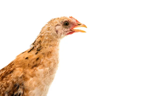 Цыплята стоят и смотрят — стоковое фото