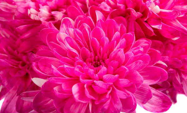 美丽的洋红色菊花 — 图库照片