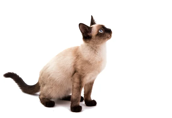 Grigio gatto siamese — Foto Stock