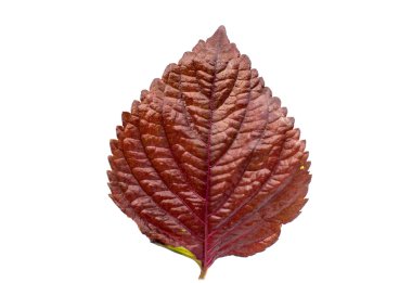 fesleğen bitki baharat yaprak izole 