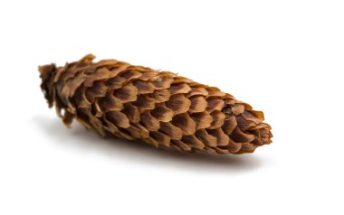 koniler Noel ağacı 