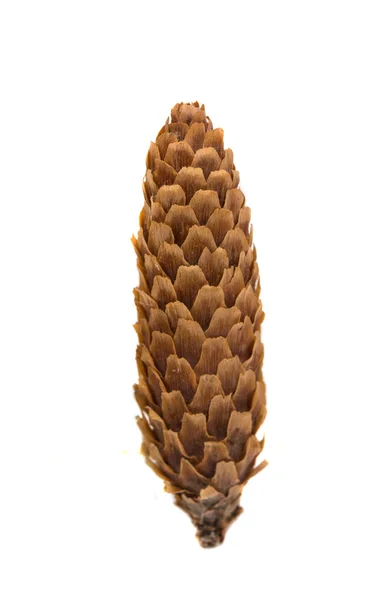 Cones Christmas tree — Stock Photo, Image