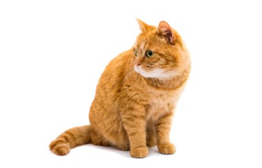 Kızıl kedinin portresi 