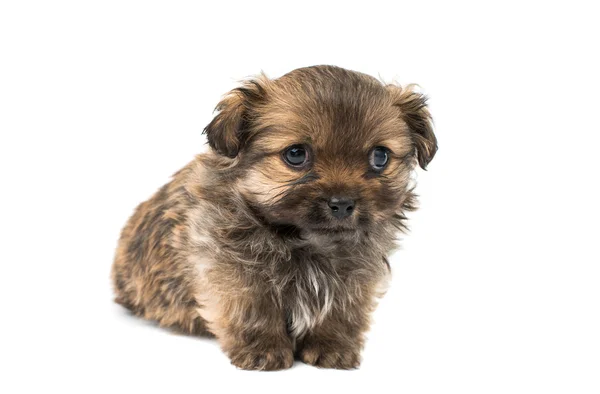 Kleiner Baby Pekinese Hund — Stockfoto