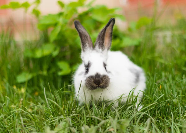 Rabbit in green grass on the farm — Stock Photo, Image