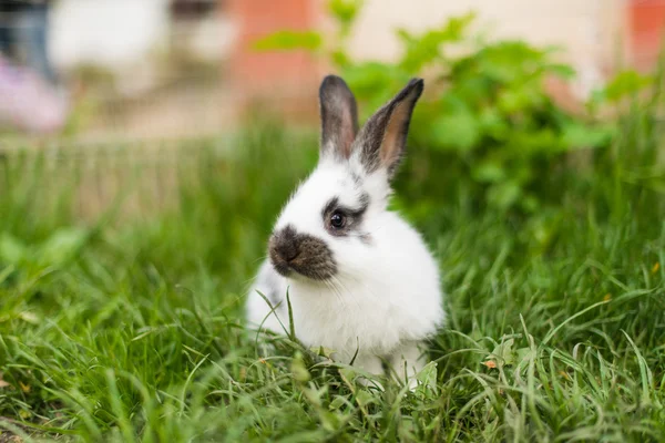 Conejo en hierba verde en la granja — Foto de Stock