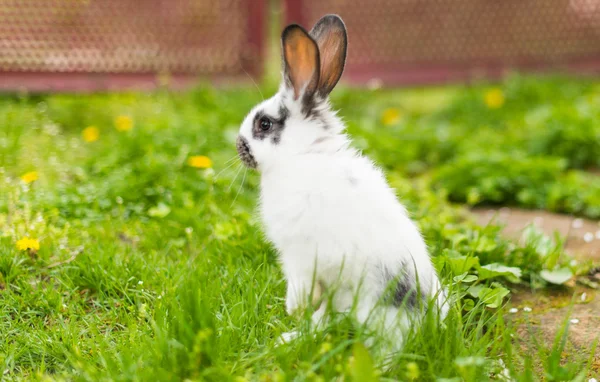 Rabbit in green grass on the farm