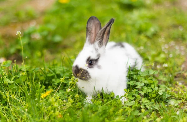 Coniglio in erba verde in azienda — Foto Stock