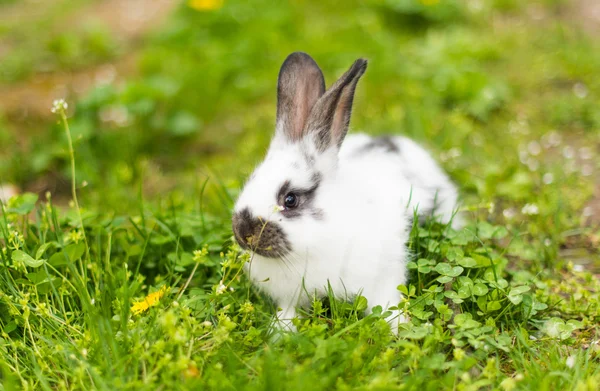 Conejo en hierba verde en la granja — Foto de Stock