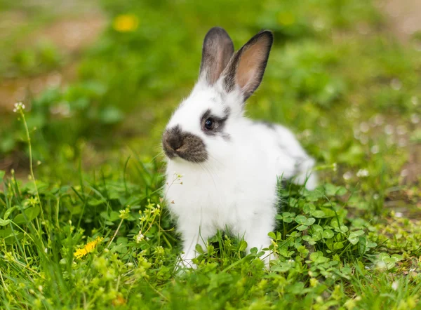 Conejo en hierba verde en la granja — Foto de Stock