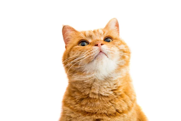 Retrato de gato rojo — Foto de Stock