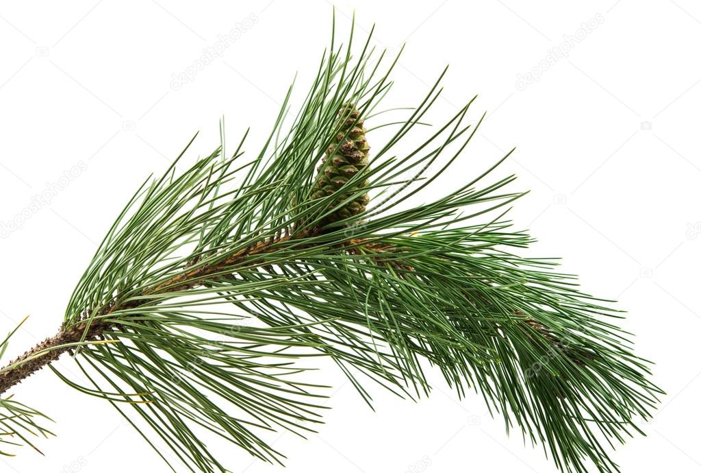 sprig of pine cones 