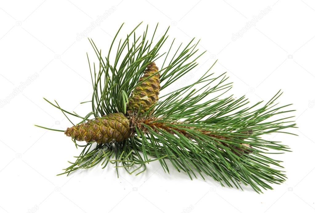 sprig of pine cones 