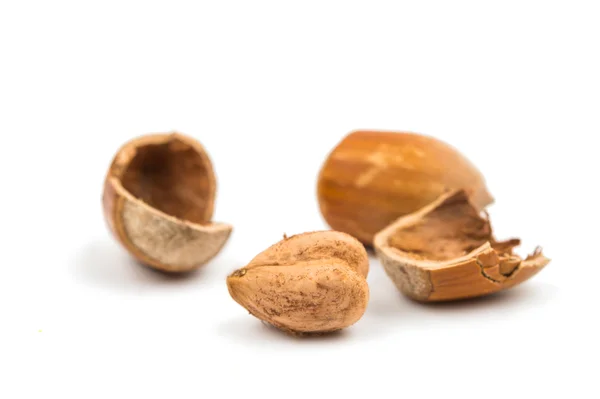 Hazel nuts in the shell — Stock Photo, Image