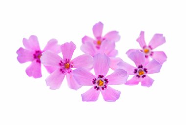  Küçük pembe çiçekler 