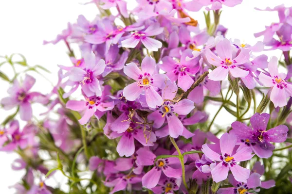 Small pink flowers — Stock Photo, Image