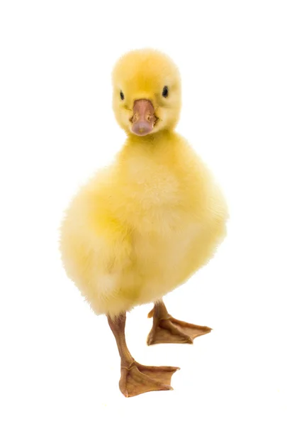 Little duckling bird — Stock Photo, Image