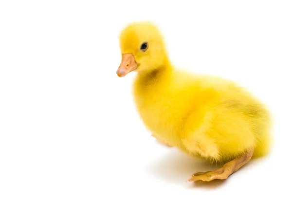 Little duckling bird — Stock Photo, Image