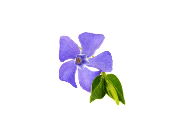 Μπλε βιγκών λουλούδι — Φωτογραφία Αρχείου